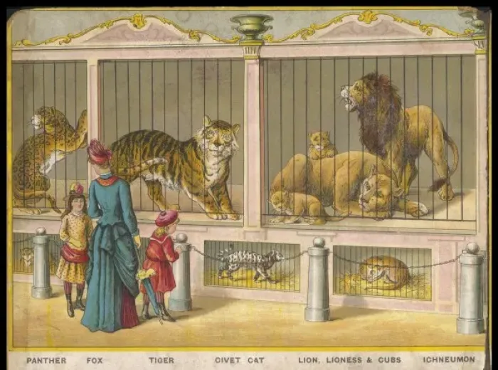 Framed Print : Lions and Tigers Zoo Framed Print : Lions and Tigers Zoo
