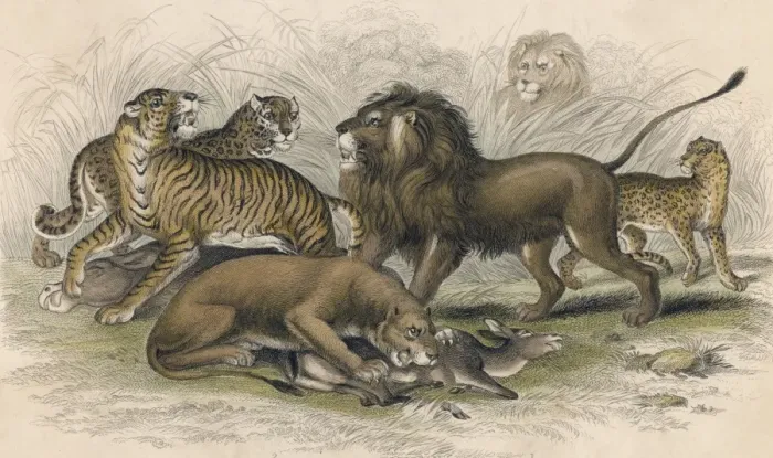 Framed Print : Lions & Wild Cats / Miller Framed Print : Lions & Wild Cats / Miller