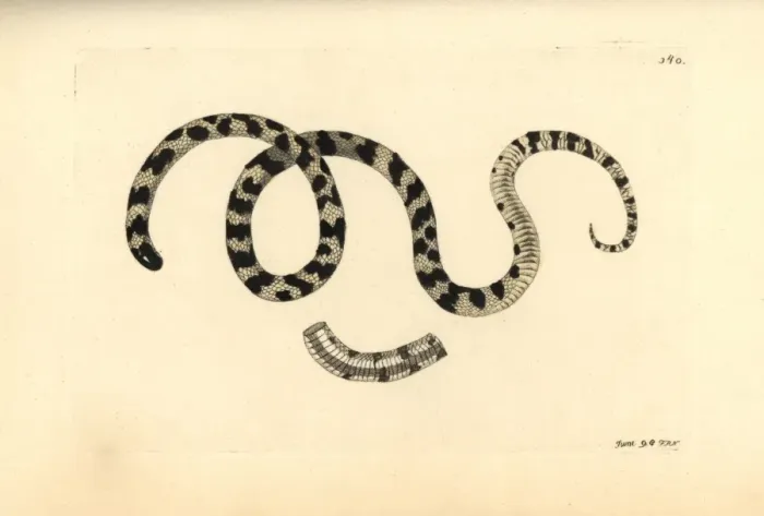 Framed Print : Liophis poecilogyrus snake Framed Print : Liophis poecilogyrus snake