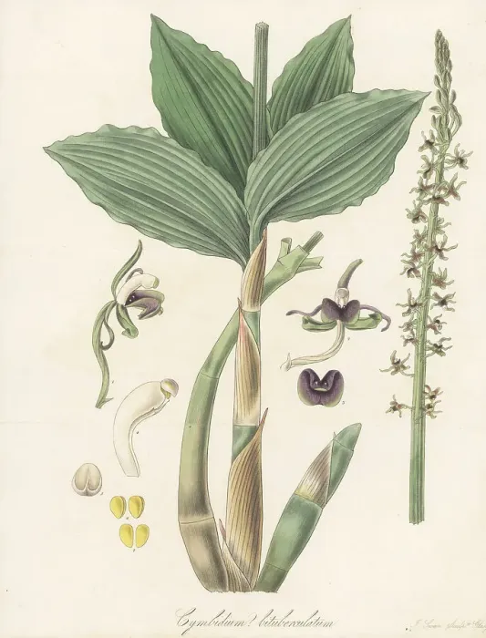 Framed Print : Liparis nervosa orchid Framed Print : Liparis nervosa orchid