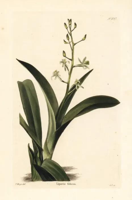 Framed Print : Liparis reflexa Framed Print : Liparis reflexa