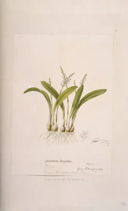 Framed Print : Liparis revoluta