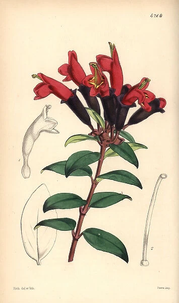 Lipstick plant, Aeschynanthus lobbianus