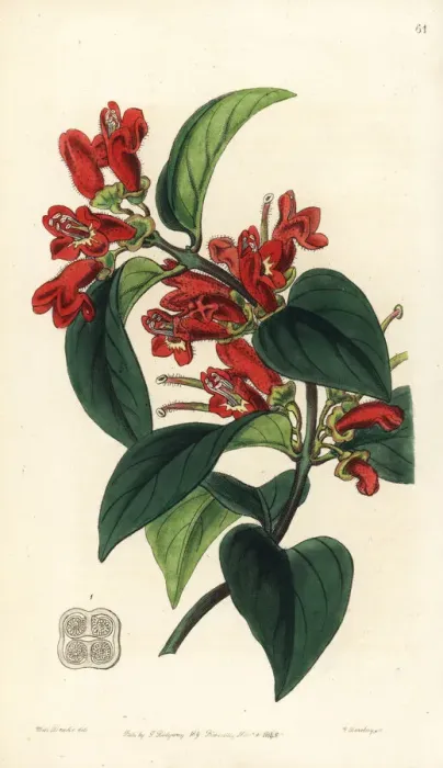 Framed Print : Lipstick plant, Aeschynanthus miniatus Framed Print : Lipstick plant, Aeschynanthus miniatus