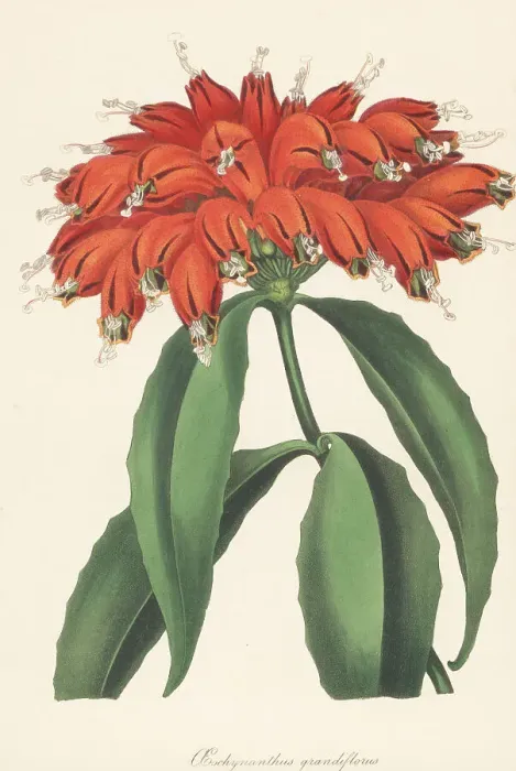 Framed Print : Lipstick plant, Aeschynanthus parasiticus Framed Print : Lipstick plant, Aeschynanthus parasiticus