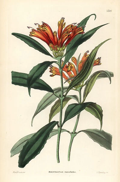 Lipstick plant, Aeschynanthus parviflorus