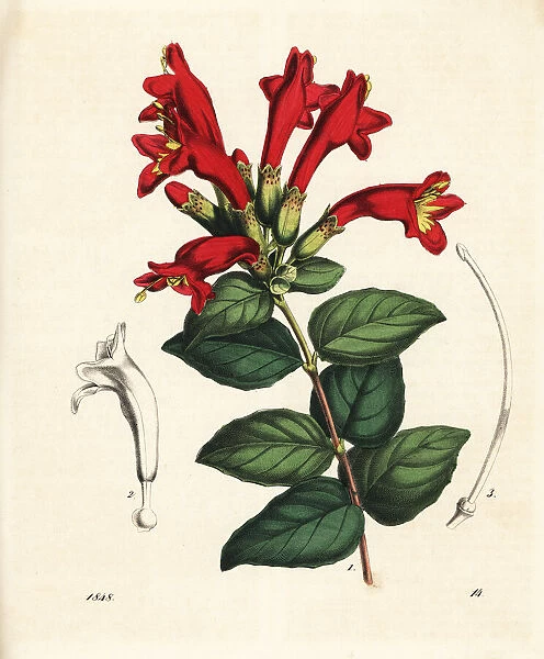 Lipstick plant or red bugle vine, Aeschynanthus pulcher