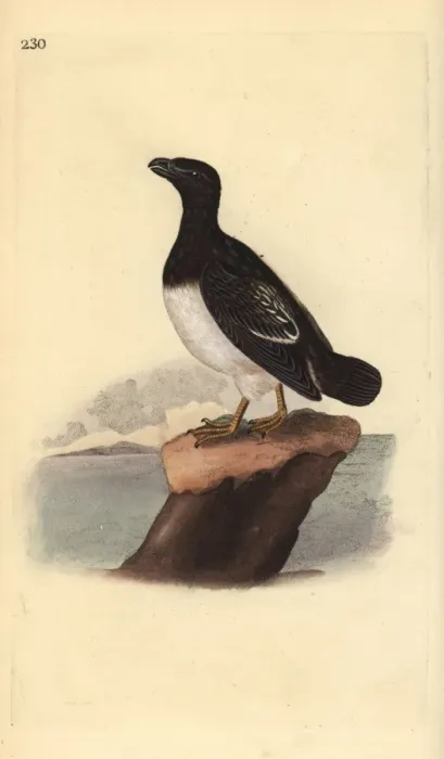 Framed Print : Little auk or Dovekie (female), Alle alle Framed Print : Little auk or Dovekie (female), Alle alle