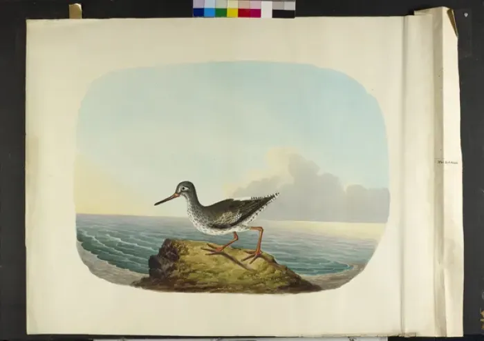 Framed Print : The little auks, male and female Alle alle Framed Print : The little auks, male and female Alle alle
