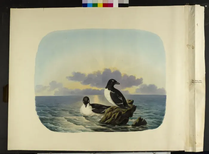 Framed Print : The little auks, male and female Alle alle Framed Print : The little auks, male and female Alle alle