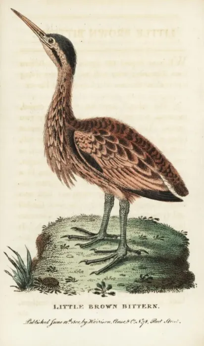 Framed Print : Little bittern, Ixobrychus minutus Framed Print : Little bittern, Ixobrychus minutus
