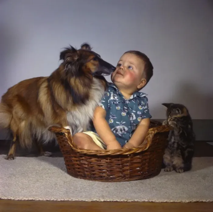 Framed Print : Little boy with Collie dog and tabby kitten Framed Print : Little boy with Collie dog and tabby kitten