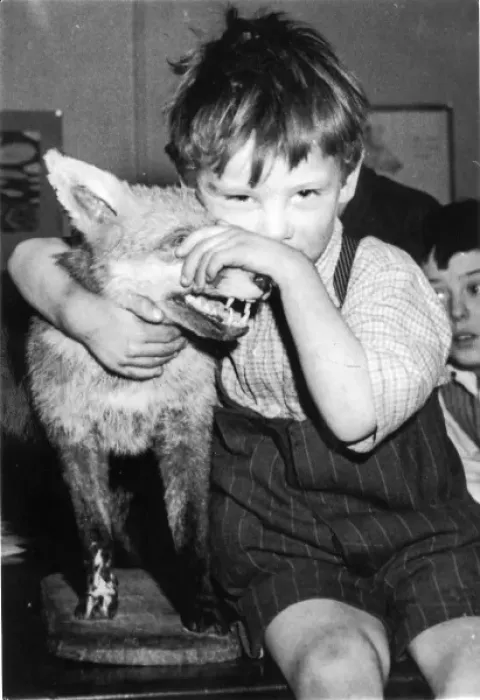 Framed Print : Little boy with fox, c. 1950 Framed Print : Little boy with fox, c. 1950