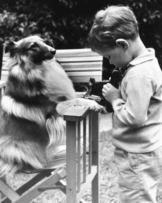 Framed Print : Little boy photographing pet dog in a garden Framed Print : Little boy photographing pet dog in a garden