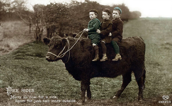 Three little boys go for a ride on the back of a bullock