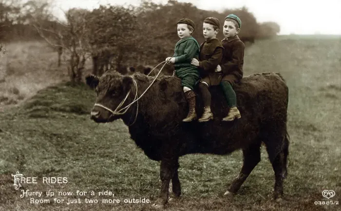 Framed Print : Three little boys go for a ride on the back of a bullock Framed Print : Three little boys go for a ride on the back of a bullock