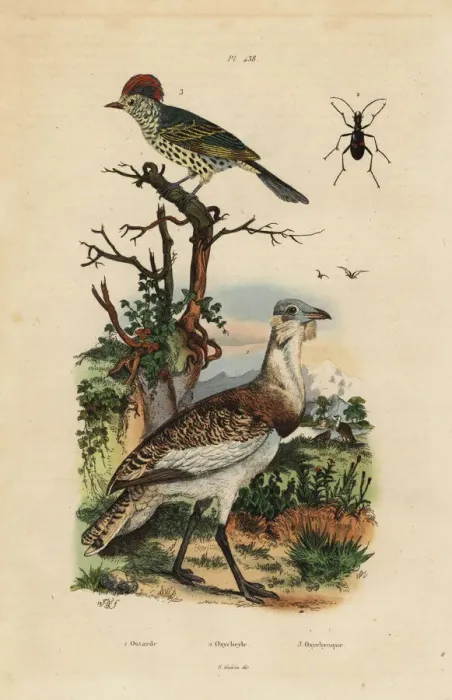 Framed Print : Little brown bustard, Eupodotis humilis Framed Print : Little brown bustard, Eupodotis humilis
