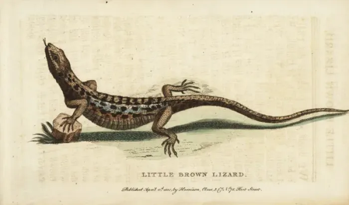 Framed Print : Little brown lizard Framed Print : Little brown lizard