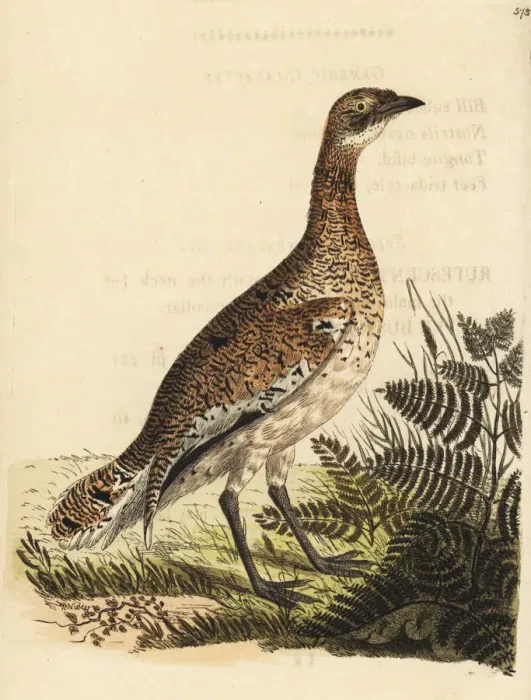 Framed Print : Little bustard, Tetrax tetrax Framed Print : Little bustard, Tetrax tetrax