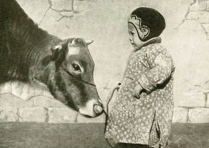 Framed Print : Little child with cow, Ningbo, China, East Asia Framed Print : Little child with cow, Ningbo, China, East Asia