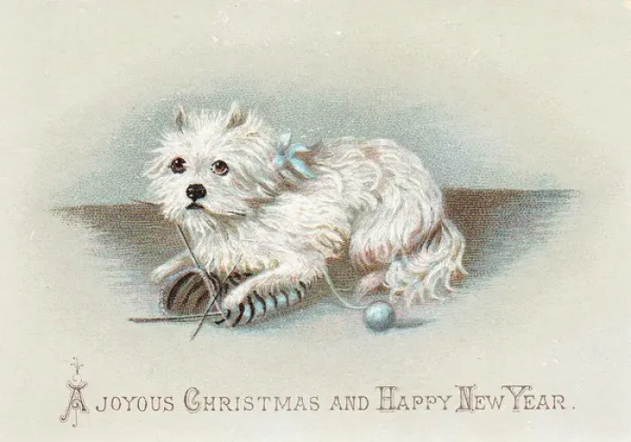 Framed Print : Little dog with knitting on a Christmas and New Year card Framed Print : Little dog with knitting on a Christmas and New Year card