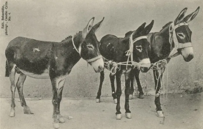 Framed Print : Three Little Donkeys from Crete Framed Print : Three Little Donkeys from Crete