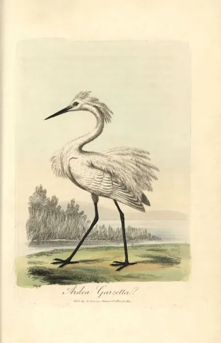 Framed Print : Little egret, Ardea garzetta, Egretta garzetta Framed Print : Little egret, Ardea garzetta, Egretta garzetta