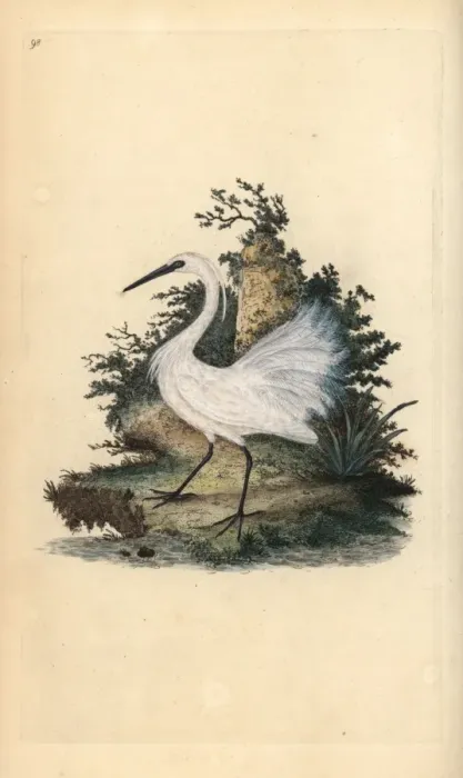 Framed Print : Little egret, Egretta garzetta Framed Print : Little egret, Egretta garzetta