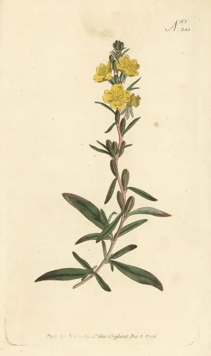Framed Print : Little evening primrose, Oenothera perennis Framed Print : Little evening primrose, Oenothera perennis