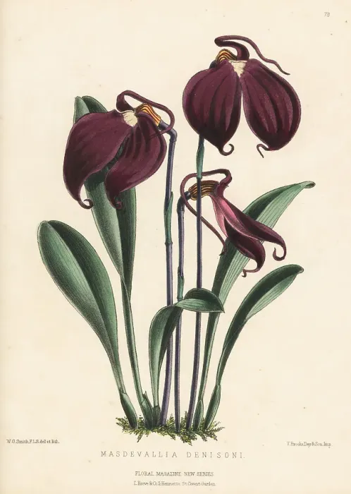 Framed Print : Little flag orchid, Masdevallia coccinea Framed Print : Little flag orchid, Masdevallia coccinea