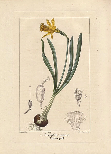 Little gem daffodil, Narcissus minor