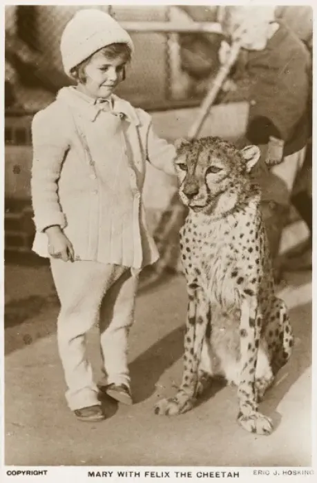 Framed Print : Little girl and Cheetah Framed Print : Little girl and Cheetah