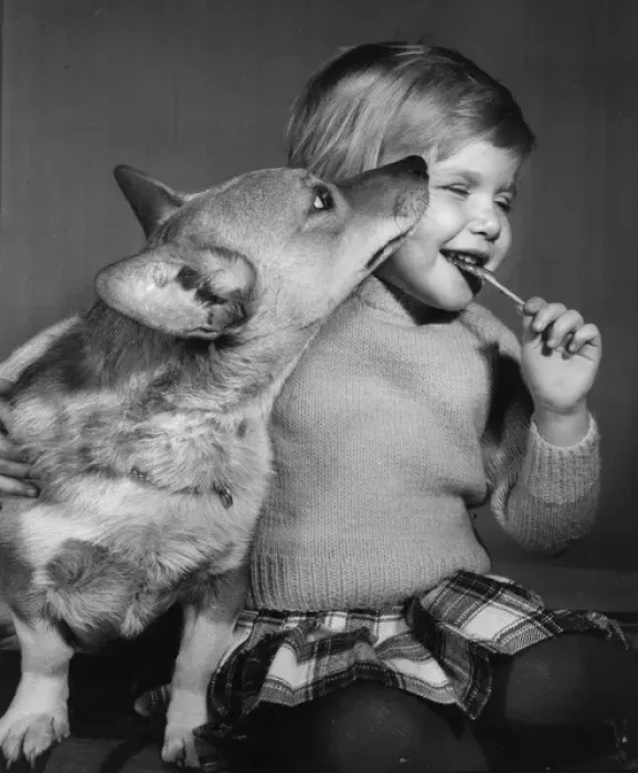 Framed Print : Little girl with Corgi dog Framed Print : Little girl with Corgi dog