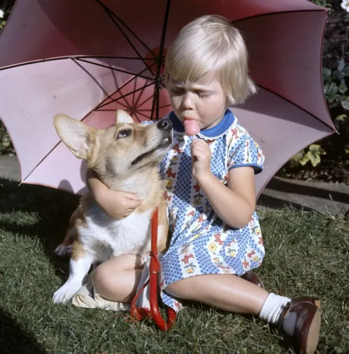 Framed Print : Little girl with Corgi dog under a parasol in a garden Framed Print : Little girl with Corgi dog under a parasol in a garden