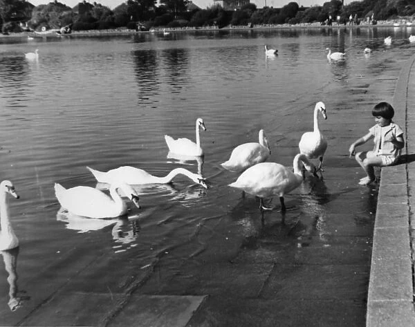 Little girl feeding swans on a lake