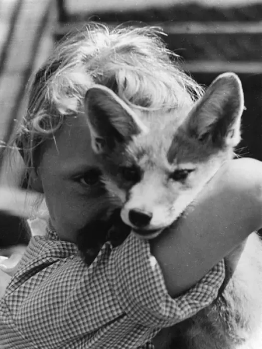 Framed Print : Little girl with fox cub Framed Print : Little girl with fox cub