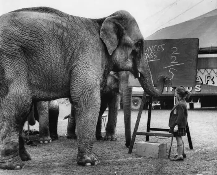 Framed Print : Little girl teaching maths to circus elephants Framed Print : Little girl teaching maths to circus elephants
