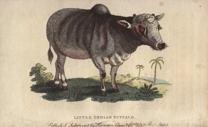 Framed Print : Little Indian buffalo, Bos indicus Framed Print : Little Indian buffalo, Bos indicus