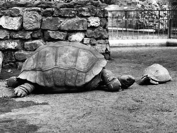 Little & Large Tortoises
