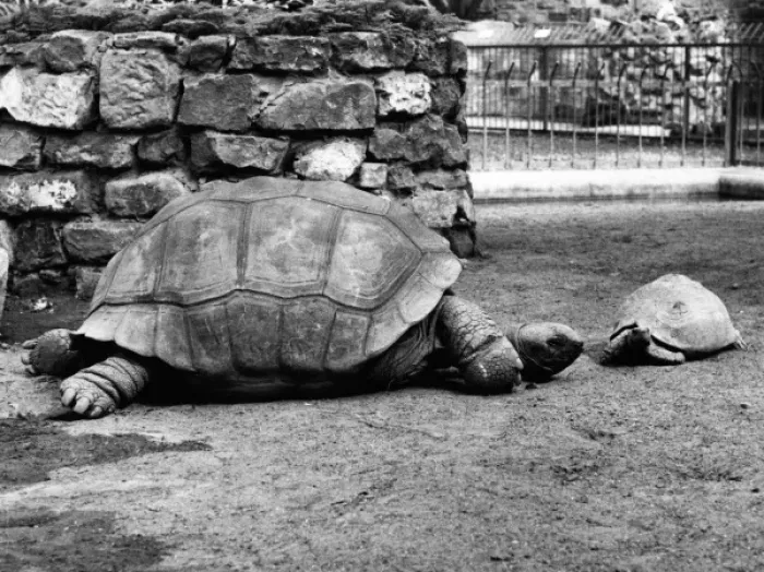 Framed Print : Little & Large Tortoises Framed Print : Little & Large Tortoises