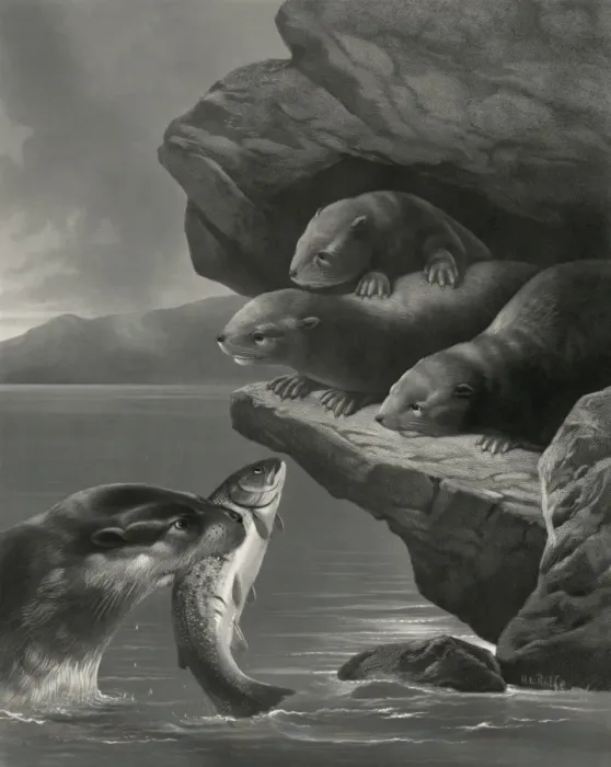 Framed Print : Little otters Framed Print : Little otters