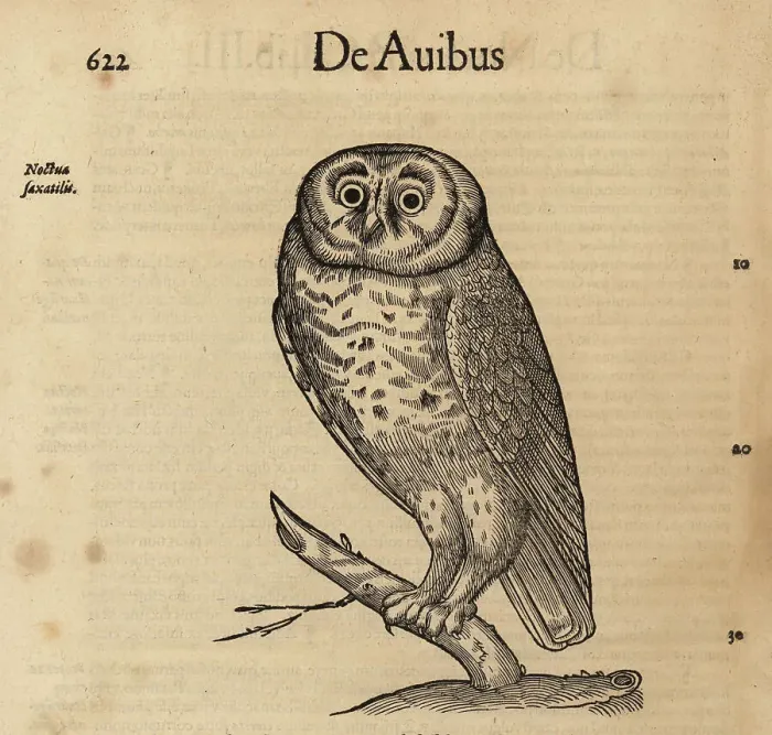 Framed Print : Little owl, Athene noctua Framed Print : Little owl, Athene noctua