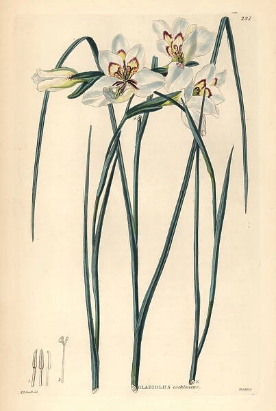 Little painted lady, Gladiolus debilis