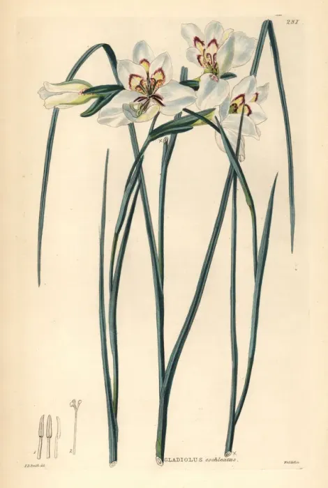 Framed Print : Little painted lady, Gladiolus debilis Framed Print : Little painted lady, Gladiolus debilis