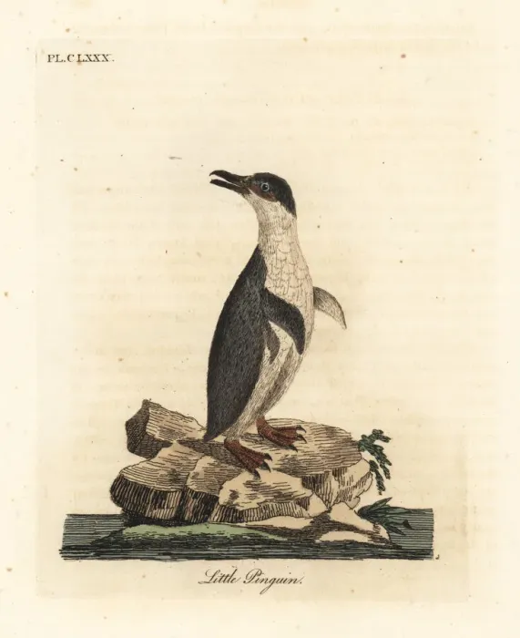 Framed Print : Little penguin or white-flippered penguin Framed Print : Little penguin or white-flippered penguin