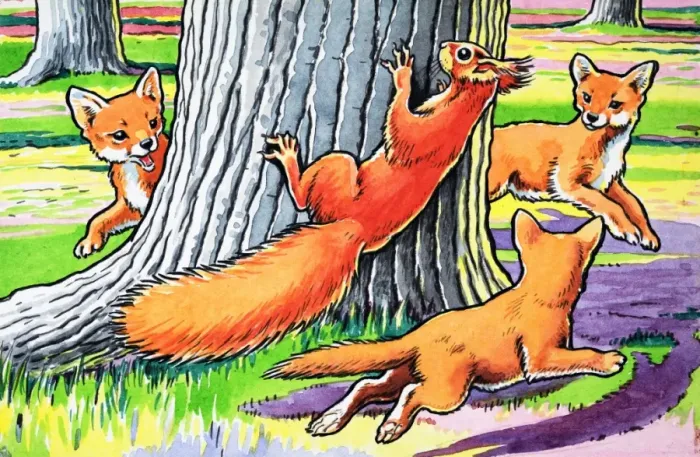 Framed Print : Little Red Squirrel Framed Print : Little Red Squirrel