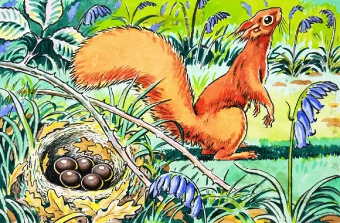 Framed Print : Little Red Squirrel Framed Print : Little Red Squirrel