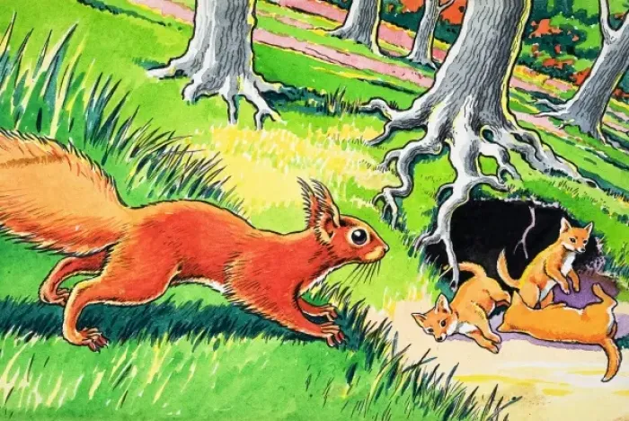 Framed Print : Little Red Squirrel Framed Print : Little Red Squirrel