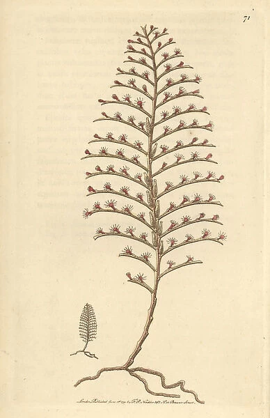 Little seabristle, Plumularia setacea Small