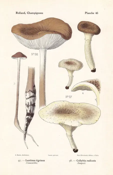Framed Print : Little shiitake and deep root mushroom Framed Print : Little shiitake and deep root mushroom